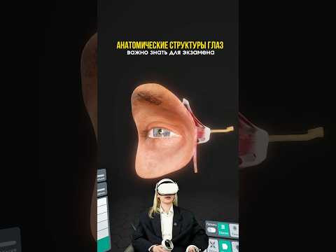 разбираем анатомическую структуру глаза 