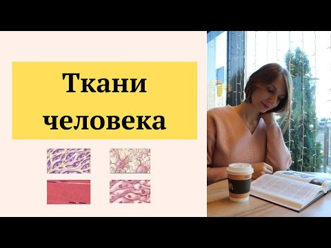 Анатомия. Ткани человека Анатомия. Ткани человека