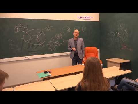 Ганглии и нервные окончания