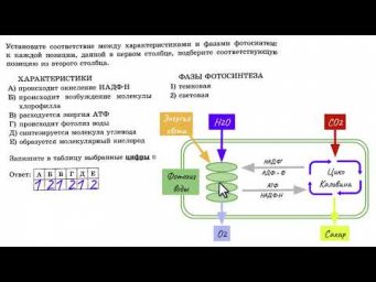 ФОТОСИНТЕЗ - разбор тестов ЕГЭ по биологии