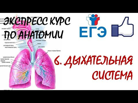 ДЫХАТЕЛЬНАЯ СИСТЕМА | Теория для ЕГЭ ДЫХАТЕЛЬНАЯ СИСТЕМА | Теория для ЕГЭ