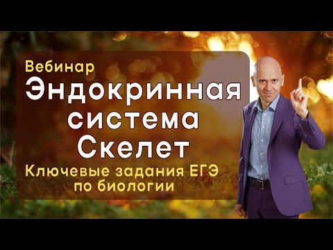 Эндокринная система и скелет: вебинар с анализом заданий ЕГЭ по биологии.