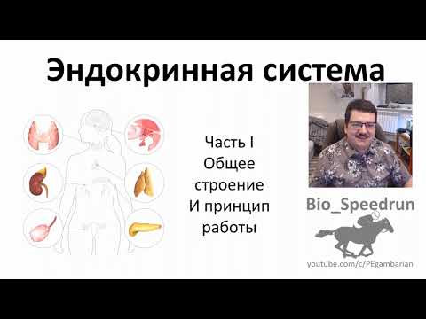 3. Эндокринная система  - общее строение (Speedrun анатомия 8 класс, ЕГЭ, ОГЭ 2021)