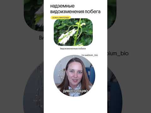 немного инфы про побег