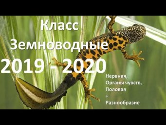 19. Амфибии часть II (7 класс) - биология, подготовка к ЕГЭ и ОГЭ 2020