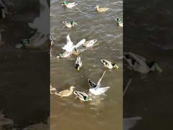 Только гляньте на этих чаек!