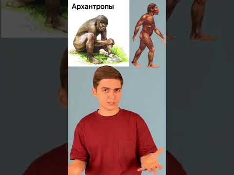 Правда ли, что мы произошли от обезьян?