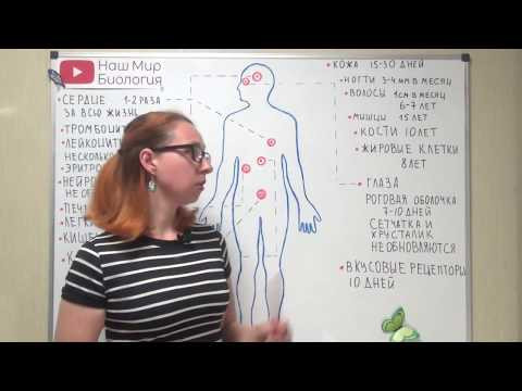 Обновление клеток тела человека